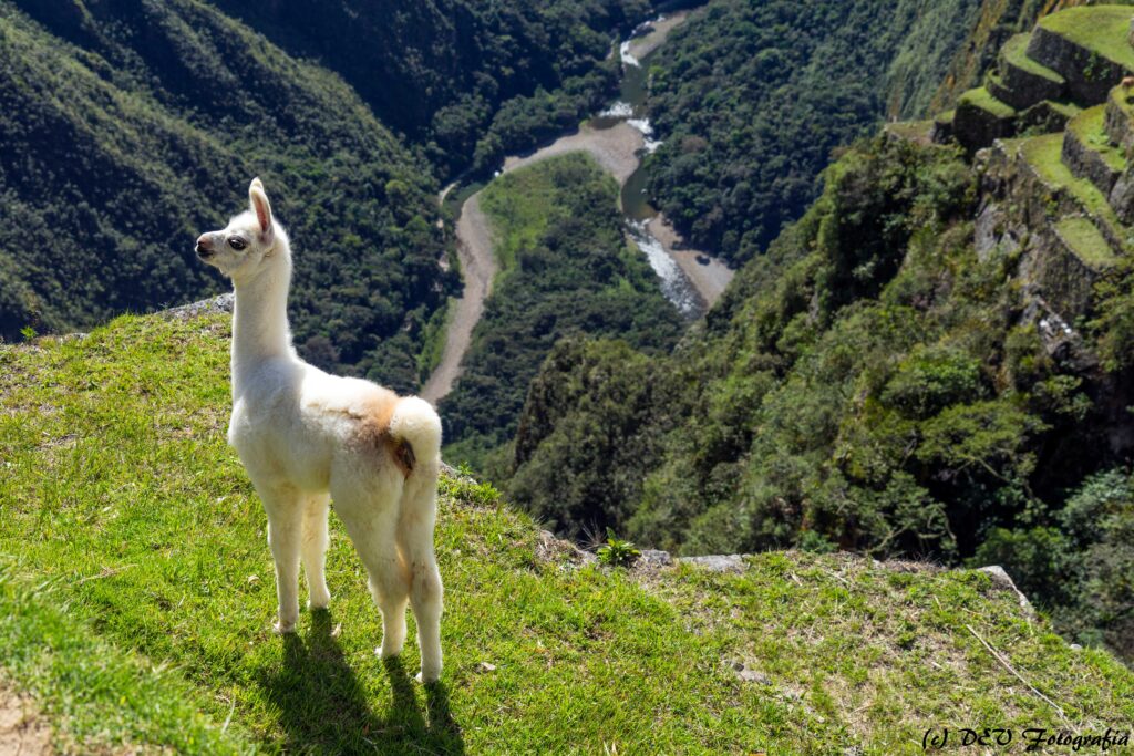 Una llama cachorro pastando al borde de un acantilado sobre el río Urubamba, Machu Pichu, Perú