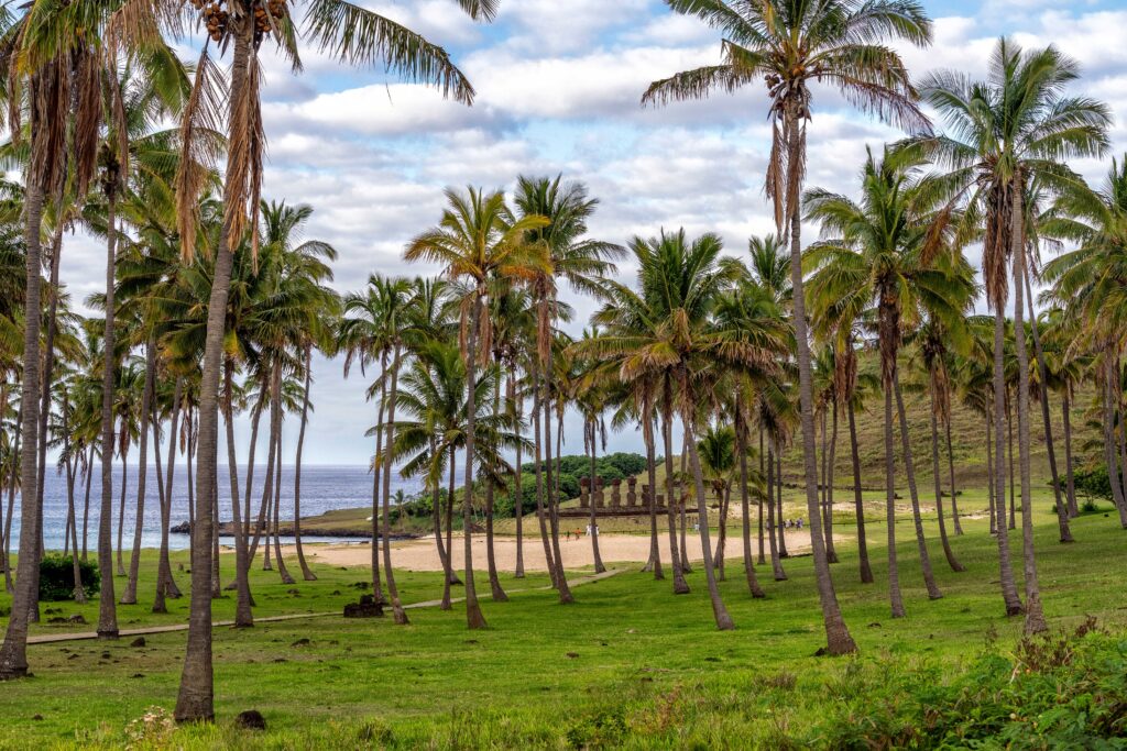 La playa de Anakena al fondo de un bosque de palmeras y detrás de unos moais
