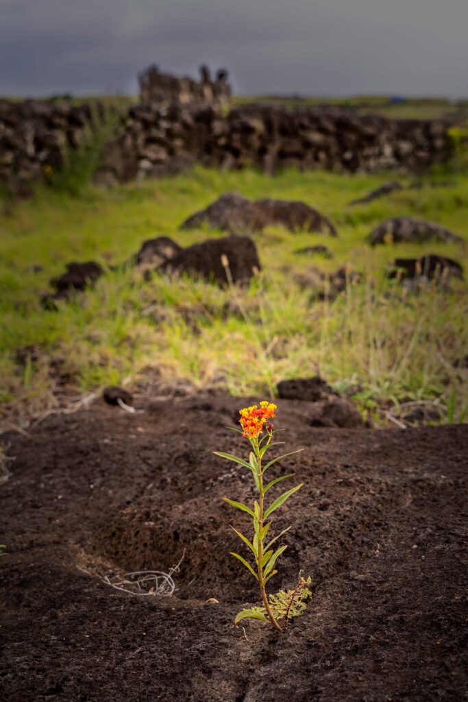 Una flor desafía la dureza de un bloque de basalto en Ahu Tongariki, Isla de Pascua